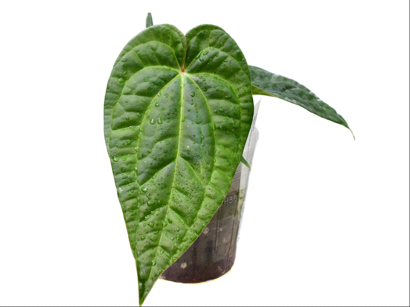 Anthurium Black Diamond (seedling)