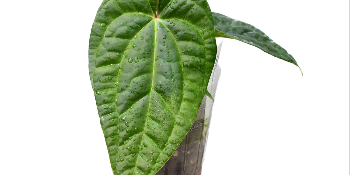 新春セールAnthurium \