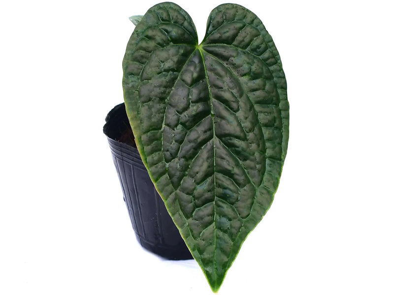 anthurium splendidum 3 Anthurium Obsidian Moth