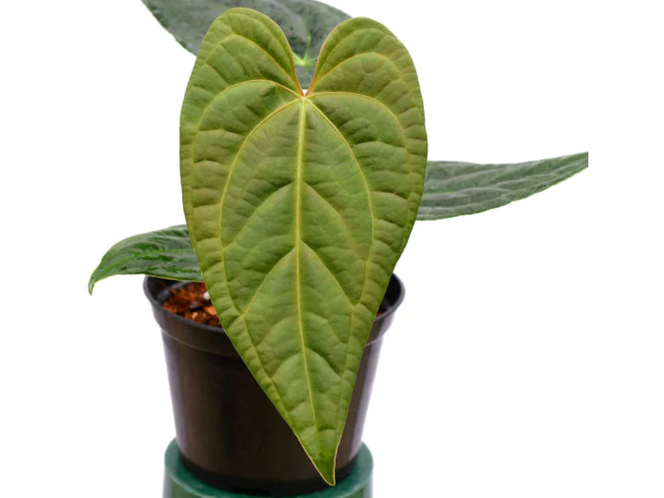 Anthurium Black Diamond 'Inverse crossing' (seedling)