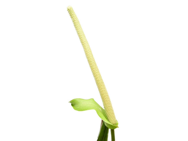 anthurium pollen for sale Anthurium Black Diamond — Ecuagenera Orquídeas del Ecuador