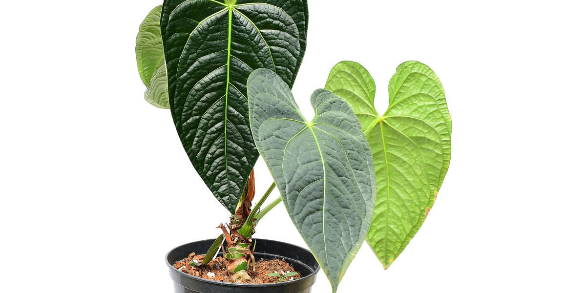 anthurium black diamond Anthurium Black Diamond