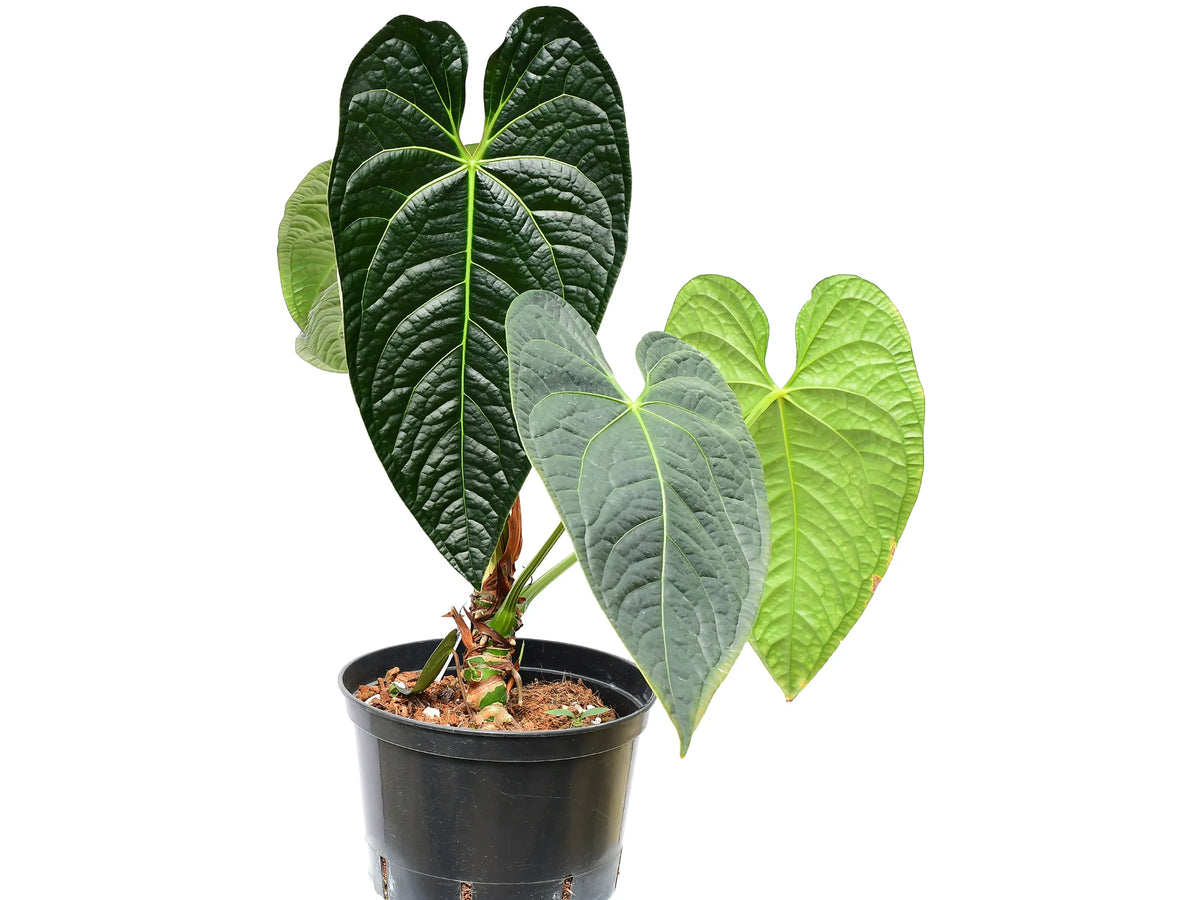 Anthurium Black Diamond — Ecuagenera Orquídeas del Ecuador