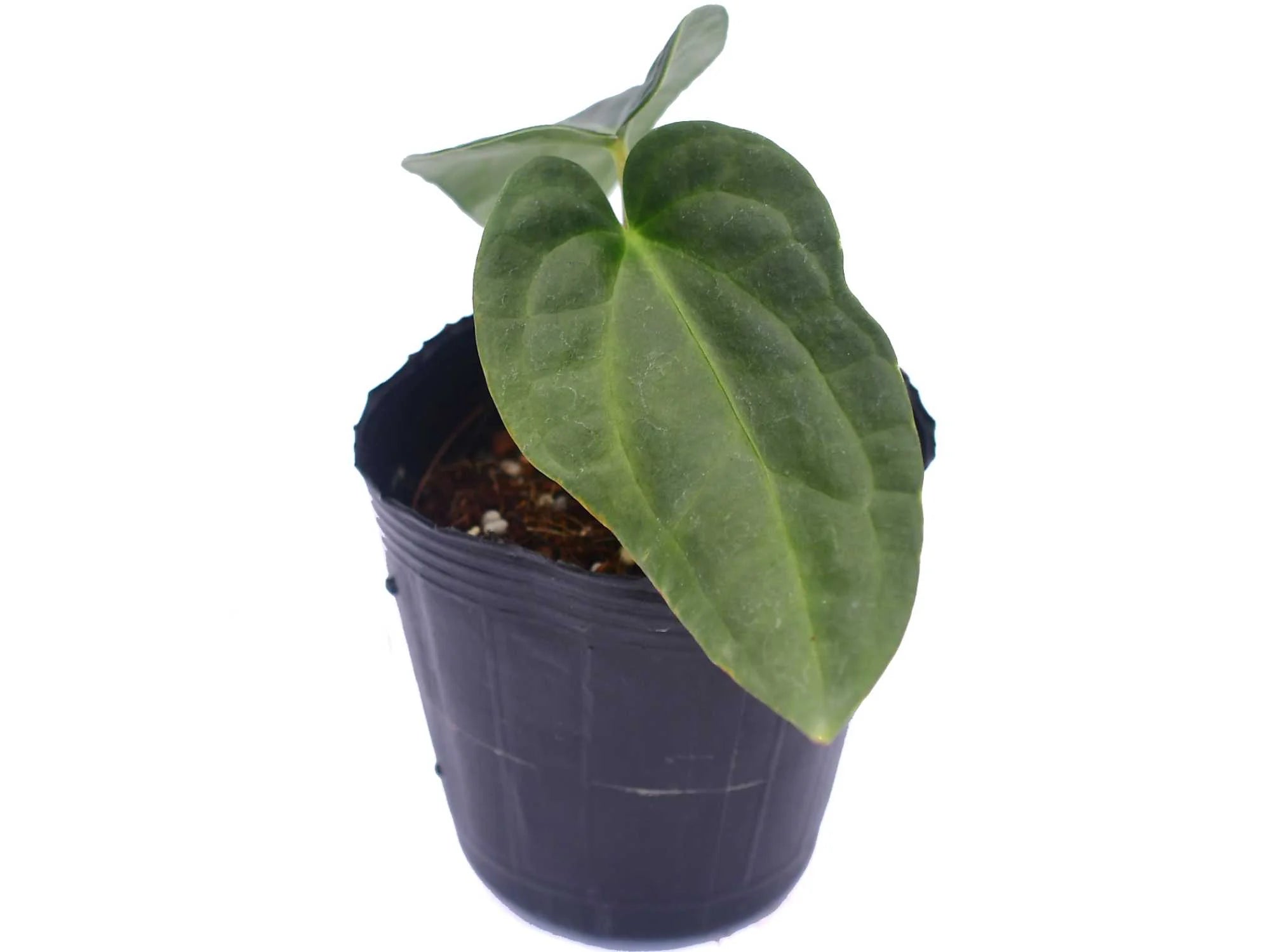 Anthurium Black Diamond (seedling) — Ecuagenera Orquídeas del Ecuador