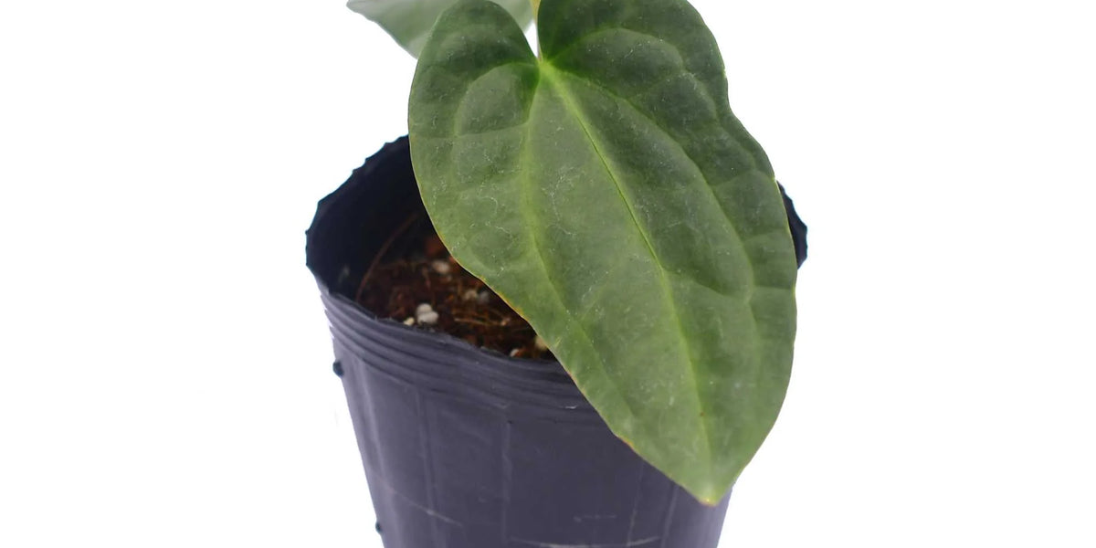Anthurium Black Diamond (seedling) — Ecuagenera Orquídeas del Ecuador
