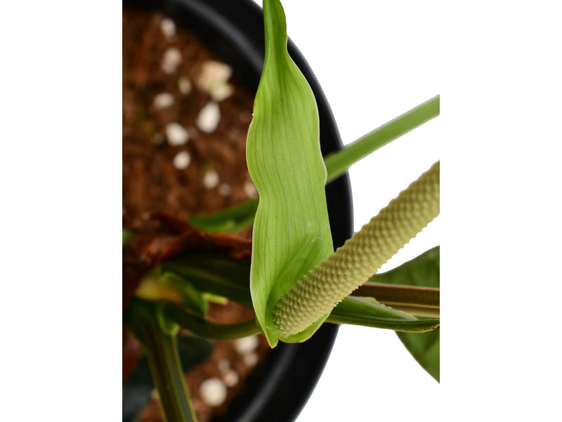 anthurium and black cinders Anthurium Black Diamond — Ecuagenera Orquídeas del Ecuador