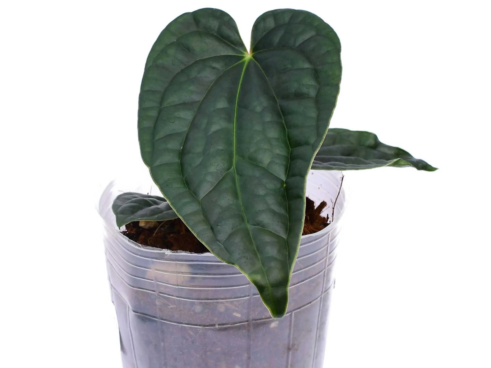 Anthurium Luxury in Black — Ecuagenera Orquídeas del Ecuador