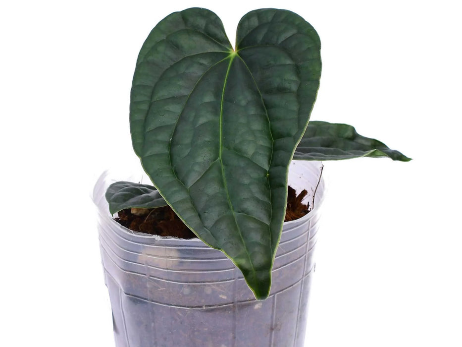 Anthurium Black Diamond x Anthurium luxurians