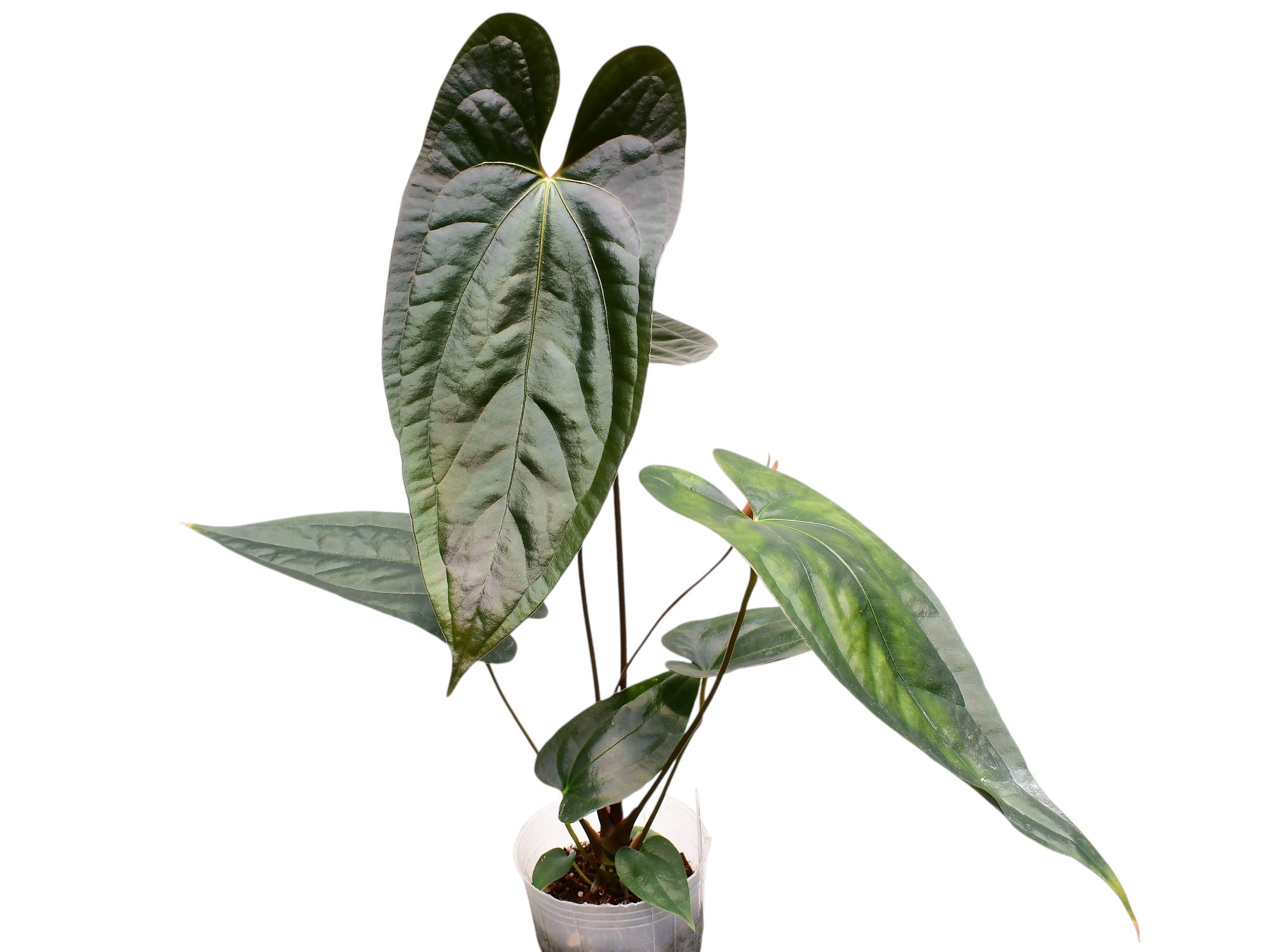 Anthurium Black Jungle Gigi x Anth. papillilaminum
