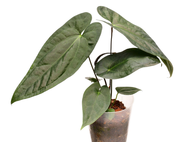 Anthurium Black Jungle Gigi x Anth. papillilaminum