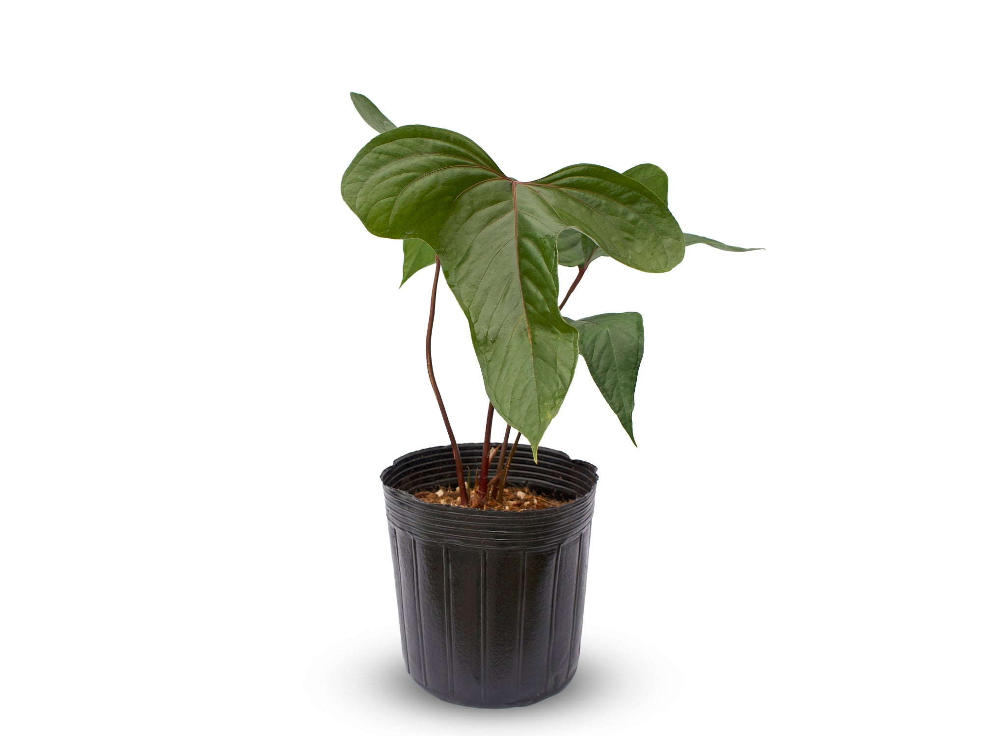 Anthurium Black Leafed Morona