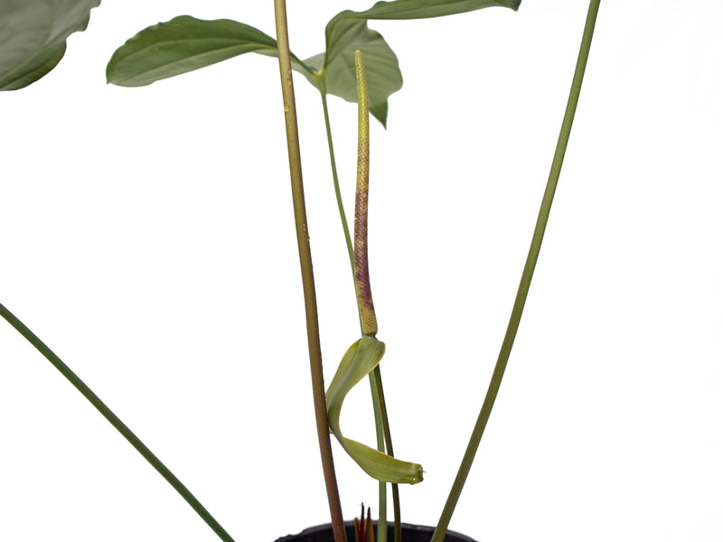 Anthurium Black Leafed Morona