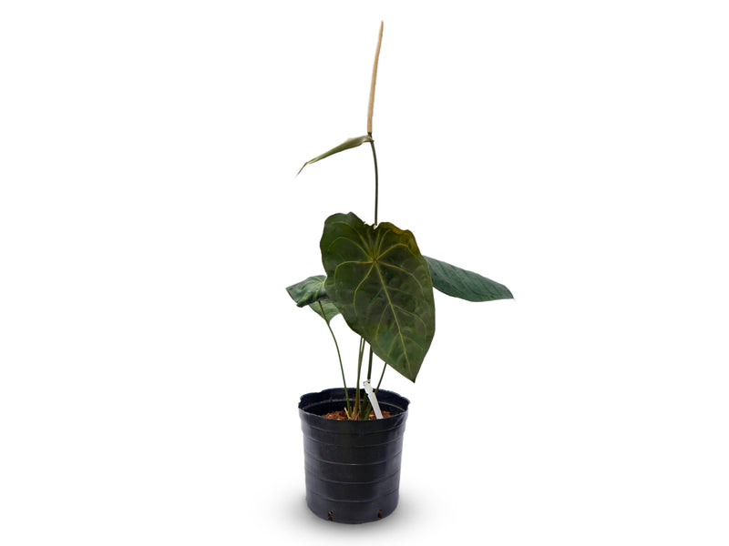 Anthurium Black Louis