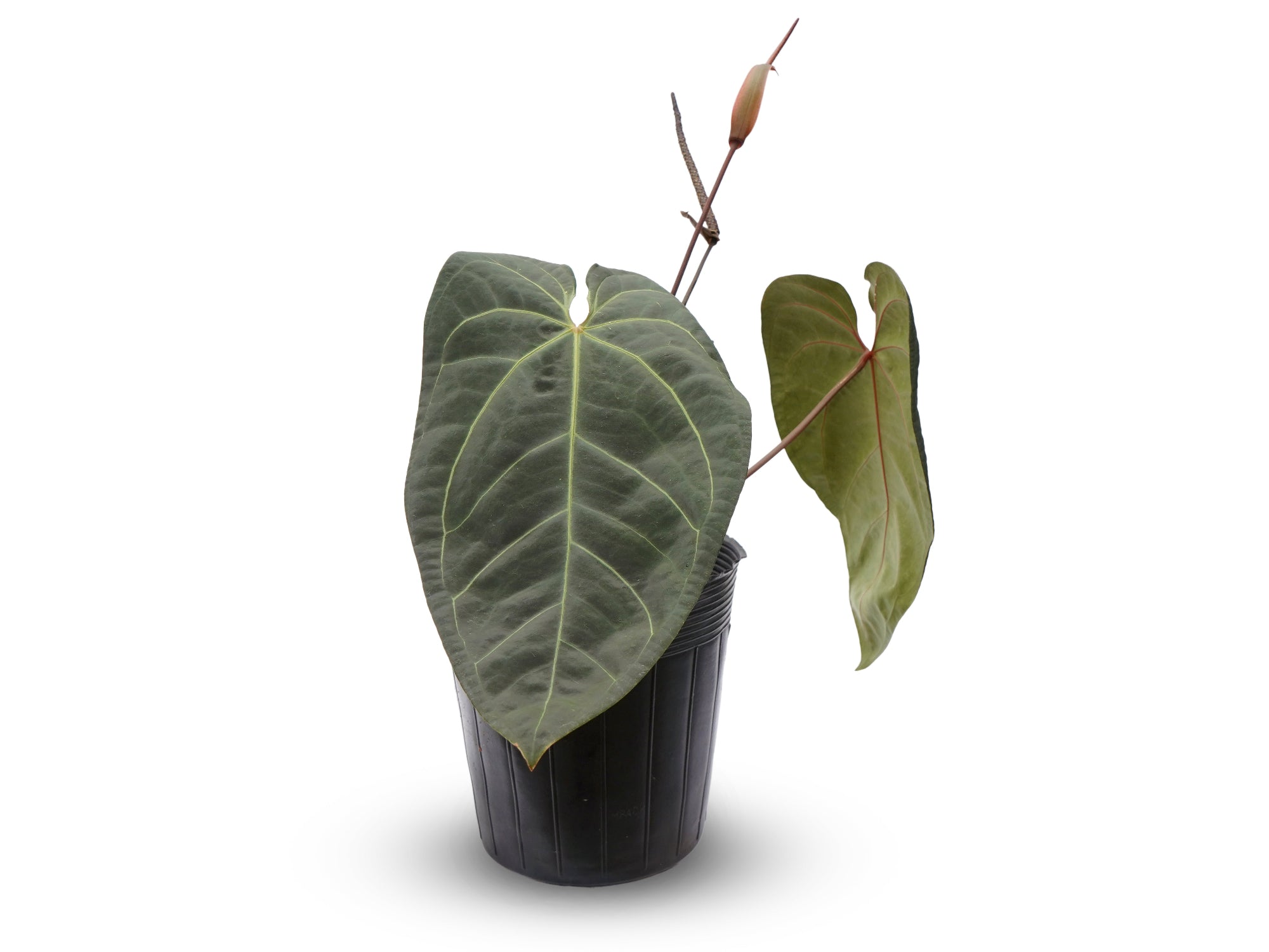 Anthurium Black Snake Soul