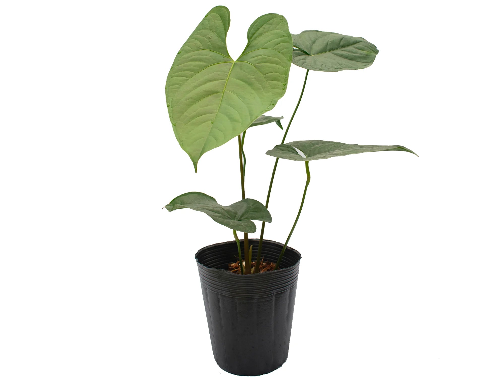 anthurium chamberlainii care Anthurium Bradley Spirit — Ecuagenera Orquídeas del Ecuador