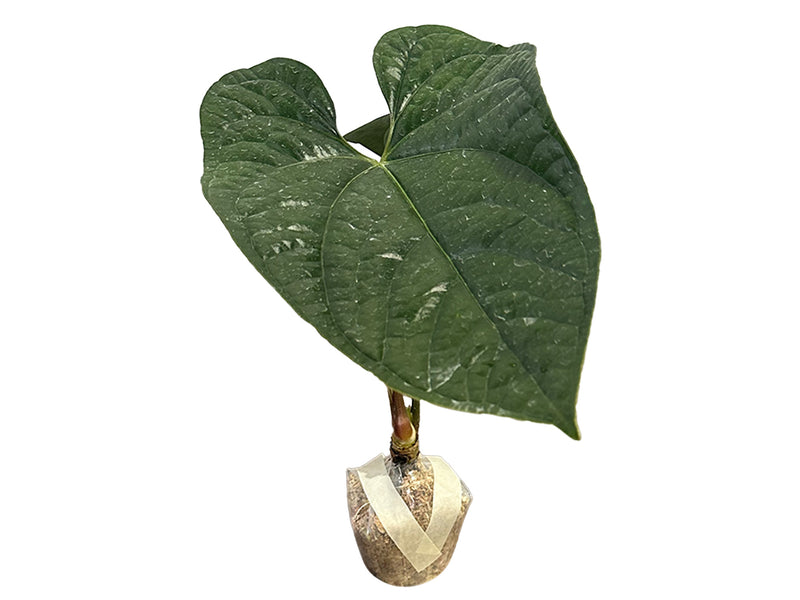 Anthurium Bradley Spirit