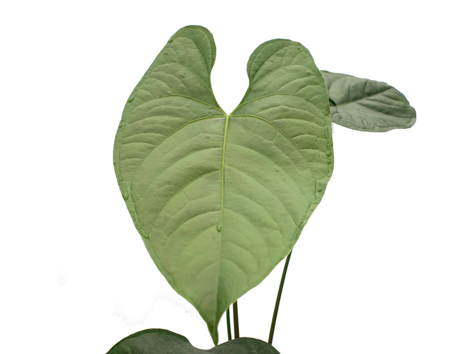 Anthurium Bradley Spirit