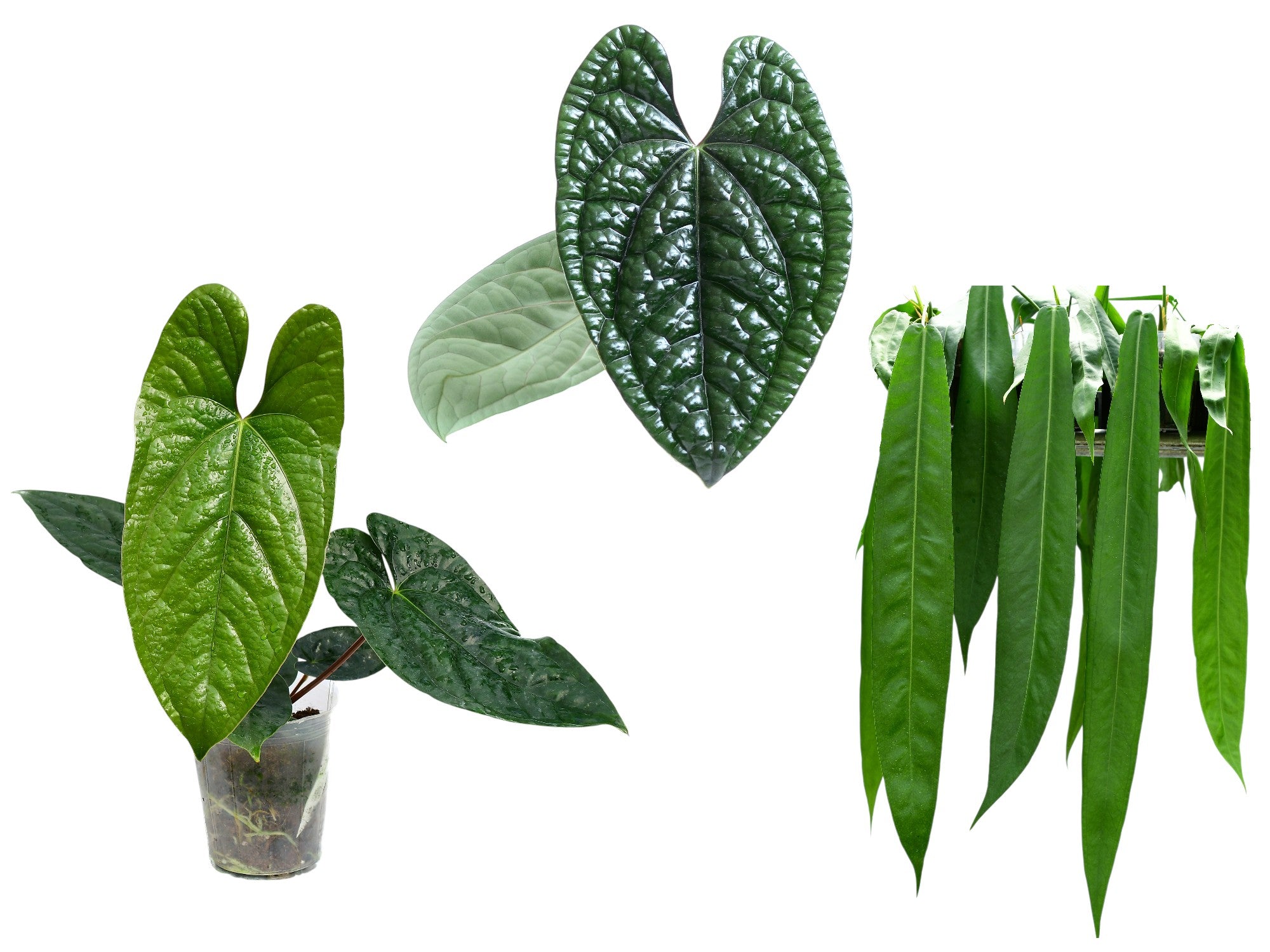 anthurium bundle Anthurium Bundle
