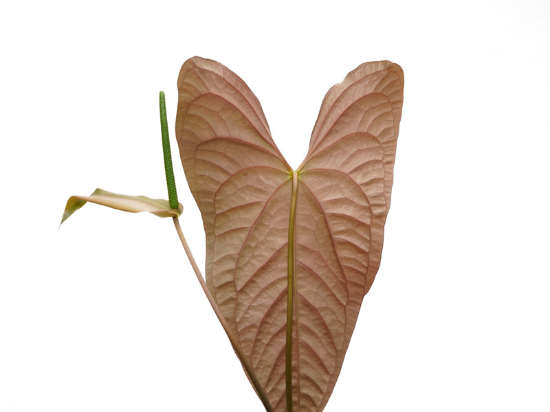 Anthurium Butterfly Ears