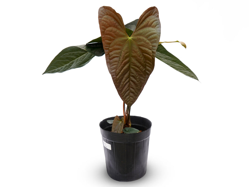 Anthurium Butterfly Ears