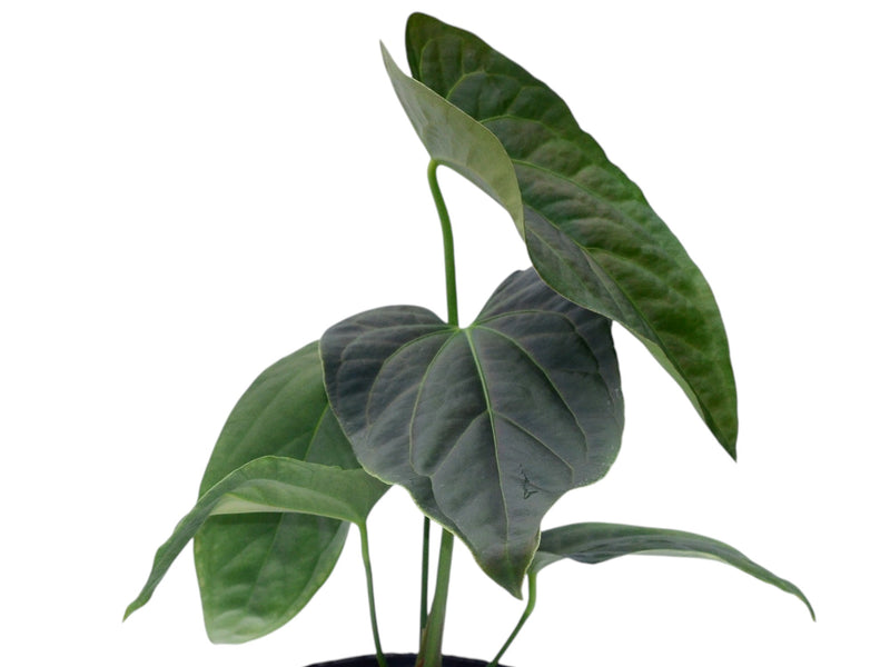 Anthurium Cuyabeno Soul x Anthurium Andean Moon
