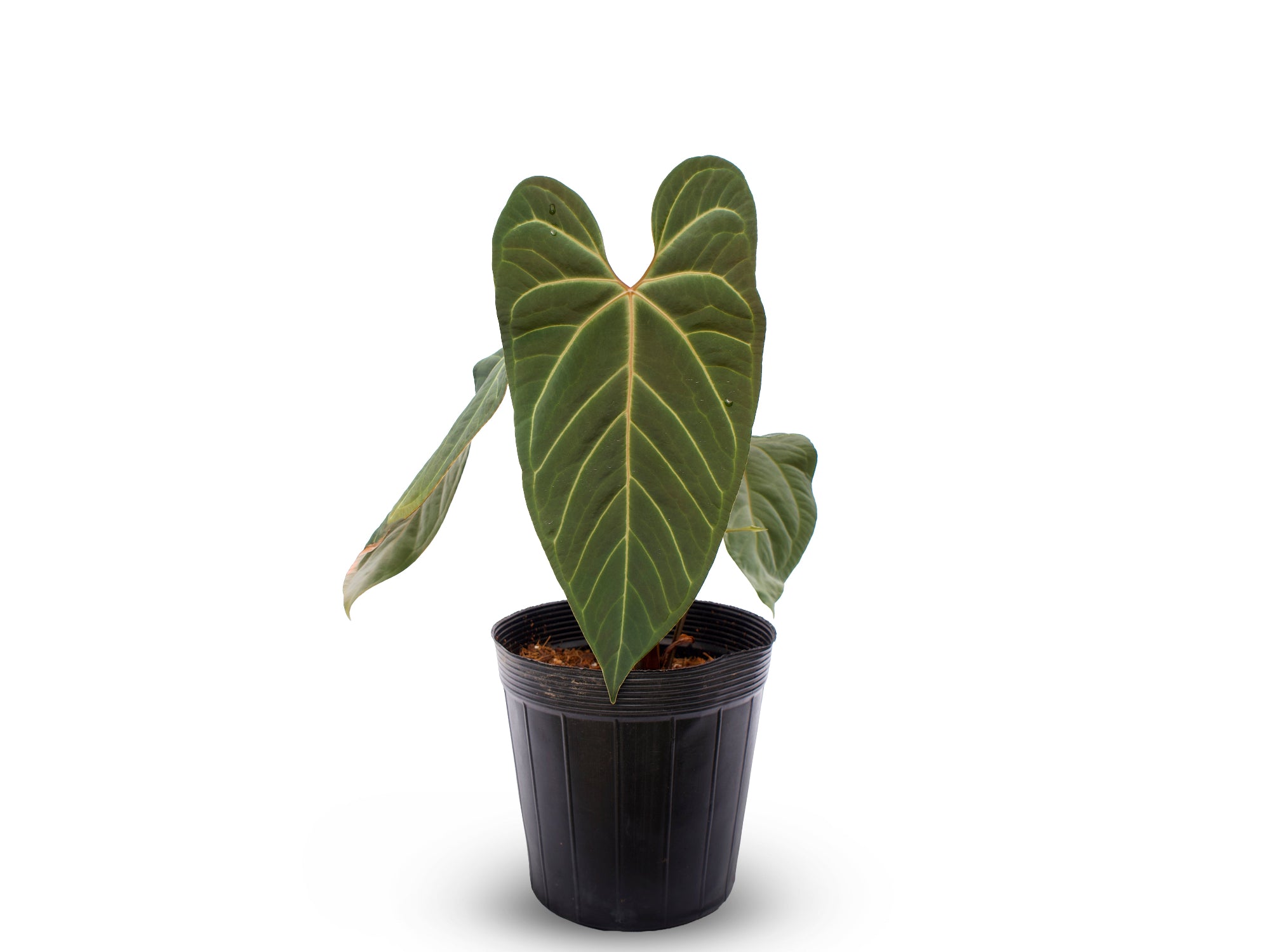 Anthurium Caamaño's Beauty