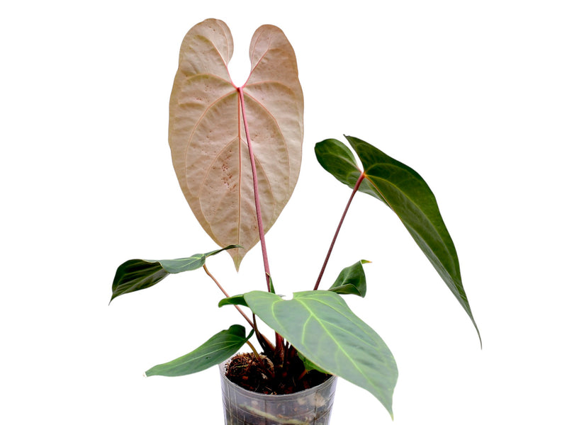 Anthurium Caamaño's Beauty