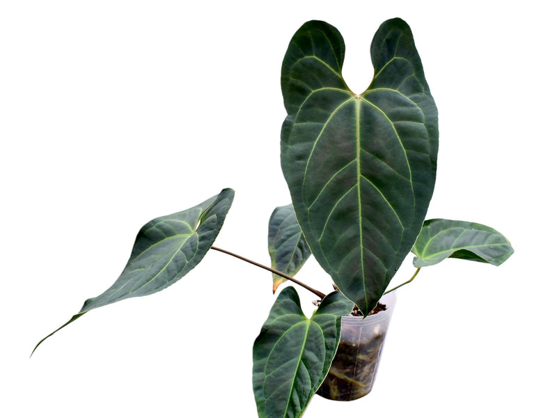 Anthurium Caamaño's Beauty