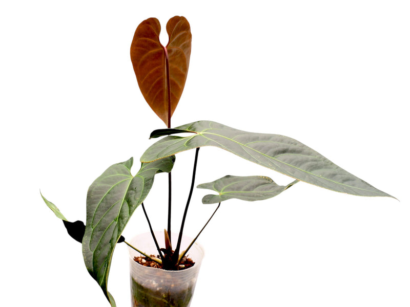 Anthurium Caamaño's Beauty