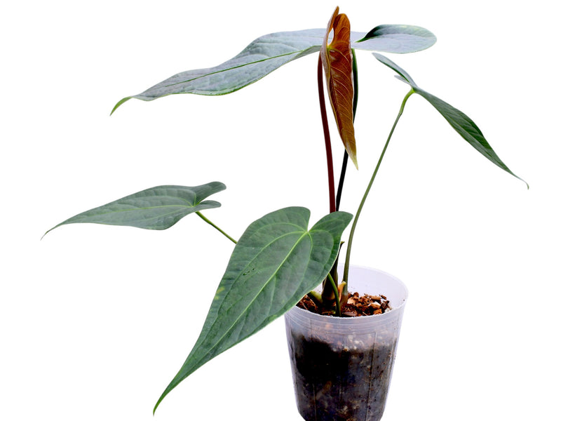 Anthurium Caamaño's Diamond