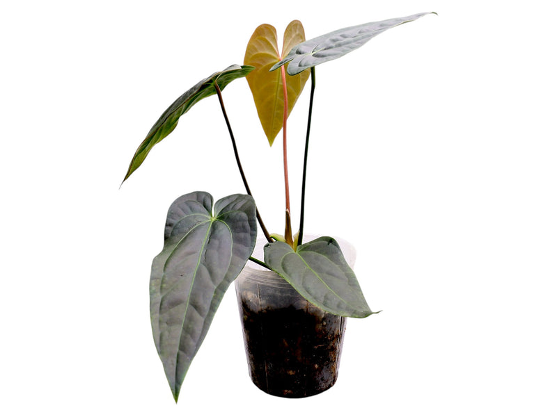 Anthurium Caamaño's Diamond