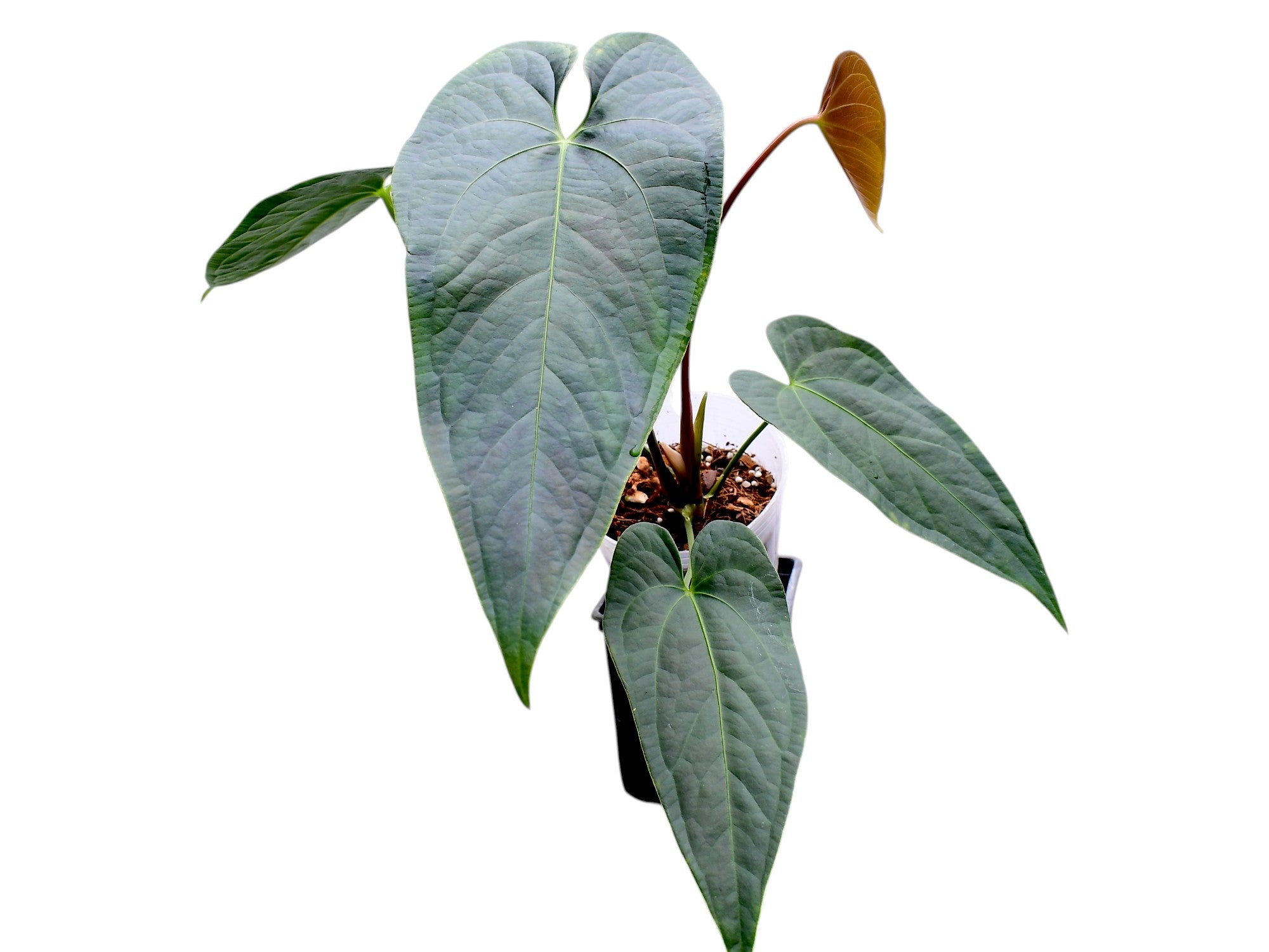 Anthurium Caamaño's Diamond