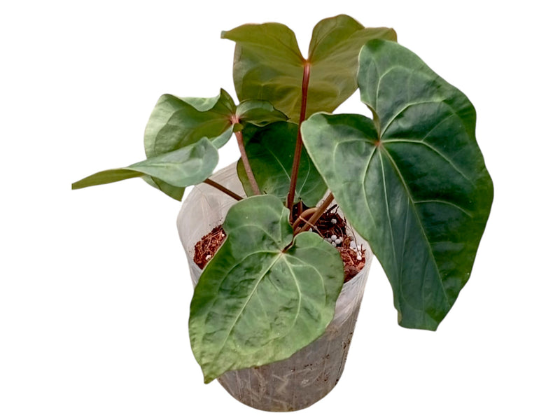Anthurium Capibara x Anthurium Fantasy