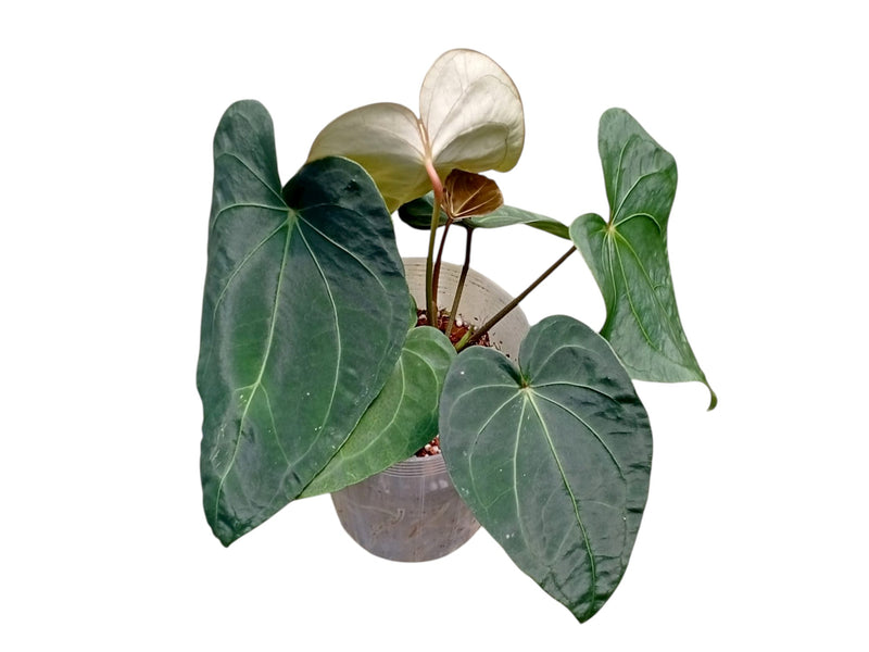 Anthurium Capibara x Anthurium Fantasy