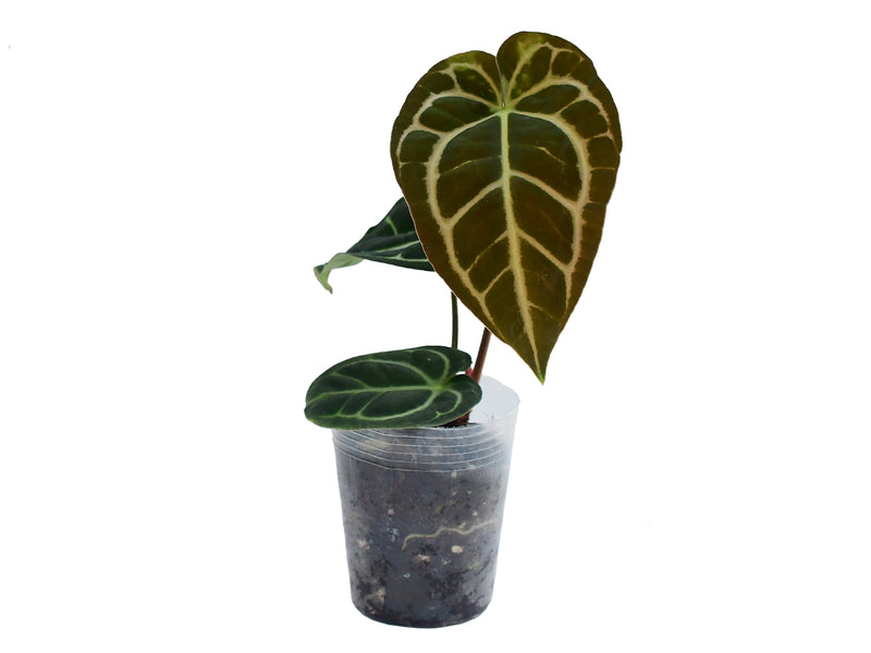 anthurium karma black Anthurium carlablackiae — Ecuagenera Orquídeas del Ecuador