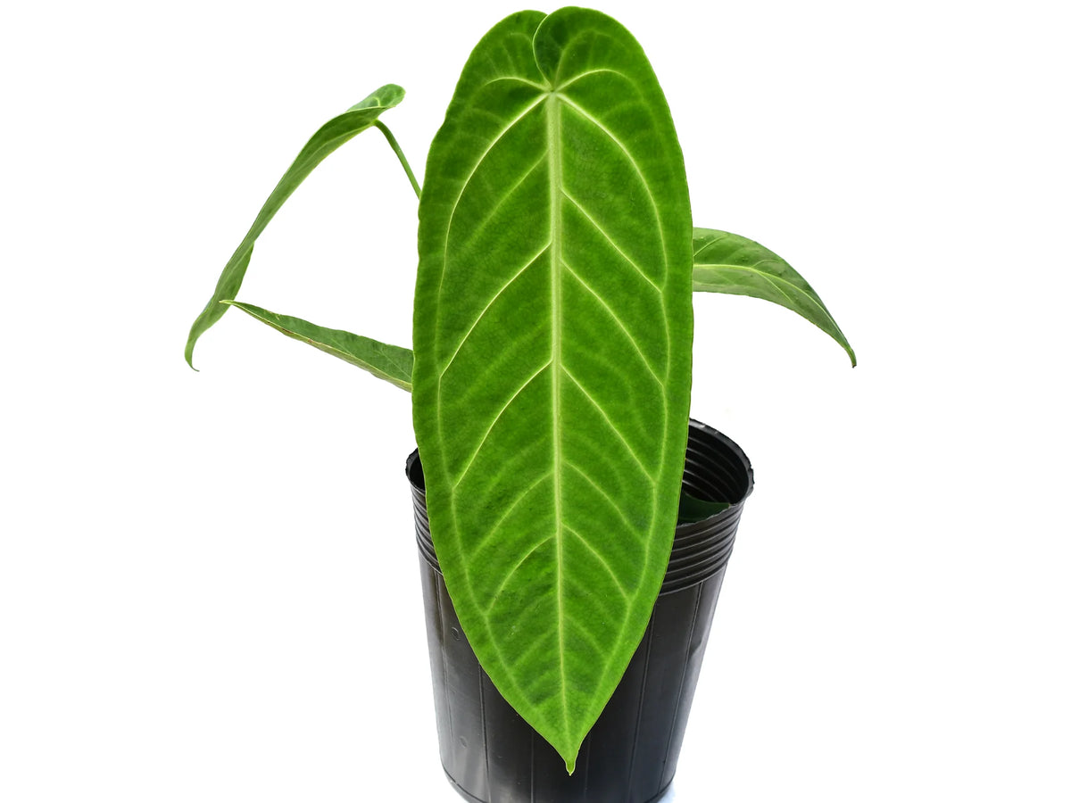 anthurium green queen Anthurium Century Queen — Ecuagenera Orquídeas del Ecuador