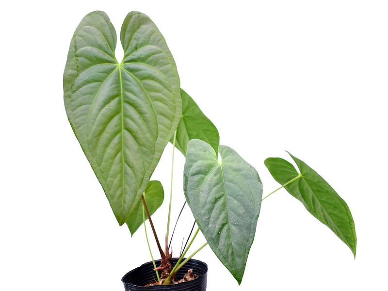 Anthurium Coral Mariposa