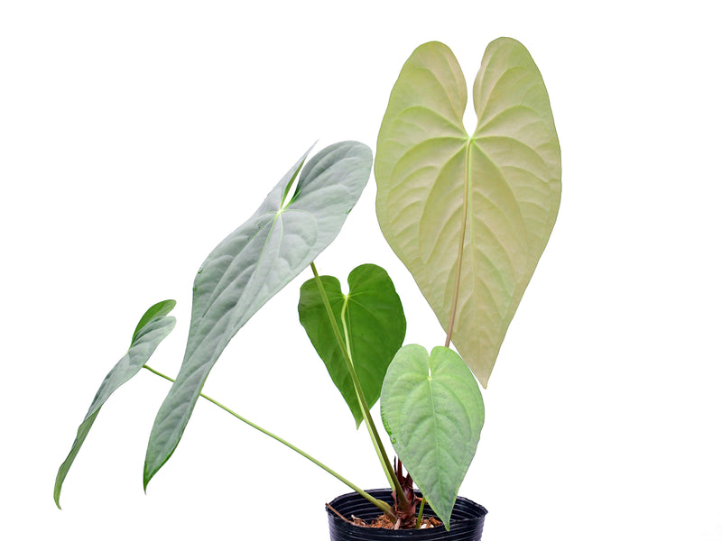 Anthurium Coral Mariposa