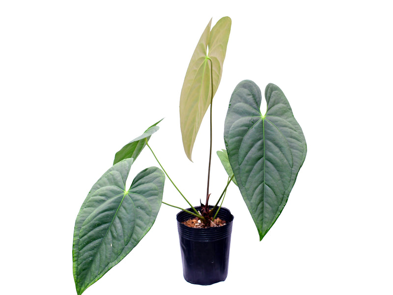 Anthurium Coral Mariposa