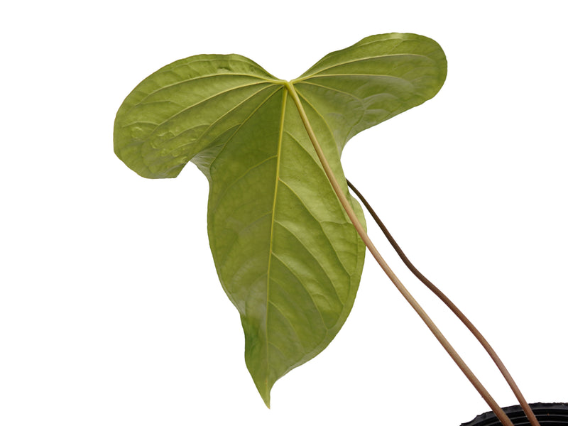 Anthurium Crazy Crystal