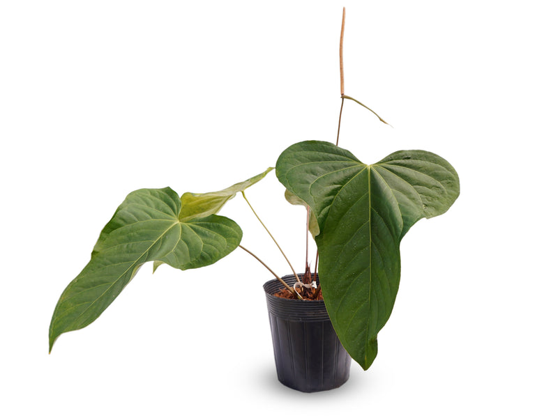 Anthurium Crazy Crystal