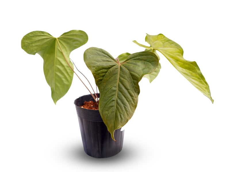 Anthurium Crazy Crystal