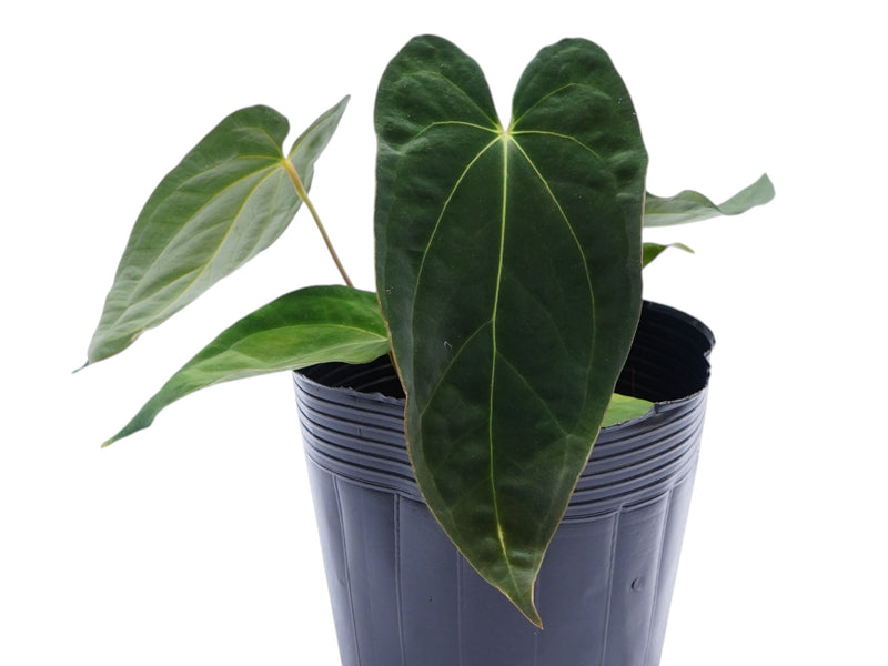 anthurium dark crystal Anthurium Crystal Papillon