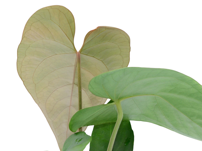 anthurium panama Anthurium Angélit of Panama