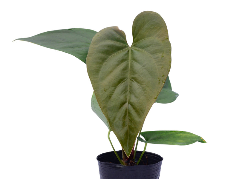 anthurium panama Anthurium Angélit of Panama