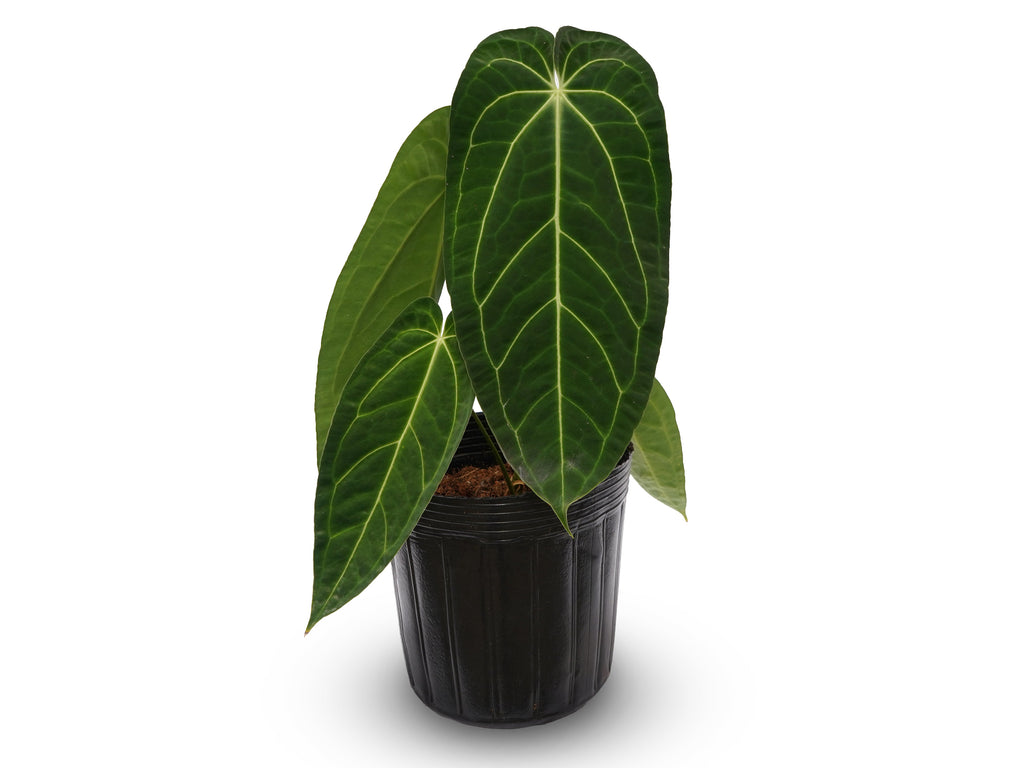 Anthurium Crystal Queen — Ecuagenera Orquídeas del Ecuador