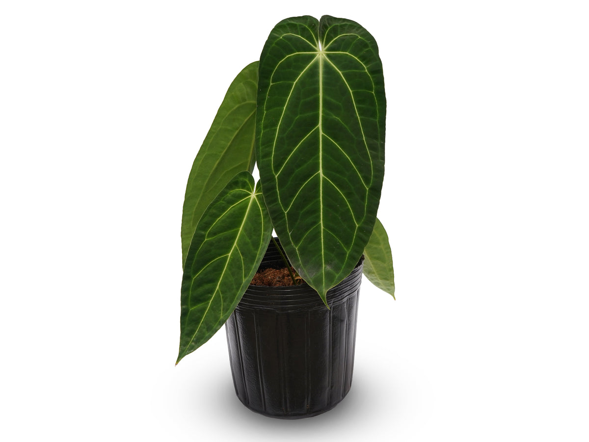 ハ*ー様 Anthurium ET Diamond Crystal 【EQUAT Anthurium ET Diamond