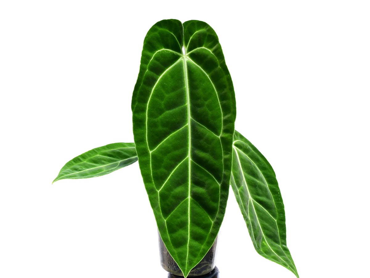 anthurium warocqueanum x crystallinum Anthurium Crystal Queen — Ecuagenera Orquídeas del Ecuador