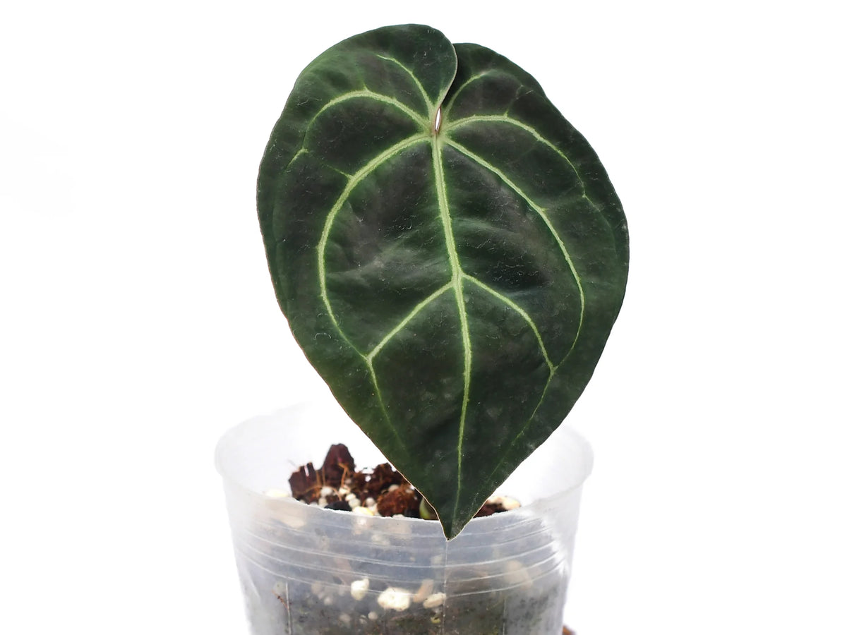 Anthurium Crystal Sky 'Inverse crossing' — Ecuagenera Orquídeas