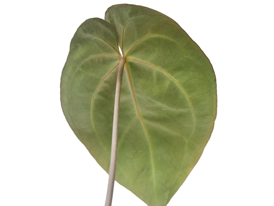 Anthurium Crystal Sky 'Inverse crossing'